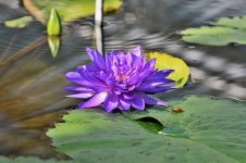 water-lily-pond-lake-lily-pad-blossom-bloom-aquatic-plant-lake-rose-changes.jpg