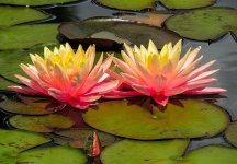 nature-water-flower-water-lily-aquatic-plant-leaves-waters-pond.jpg