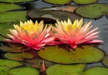 nature-water-flower-water-lily-aquatic-plant-leaves-waters-pond.jpg
