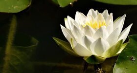 water-lily-plant-aquatic-plant-teichplanze-pond-flower-garden-lily-pond-water.jpg