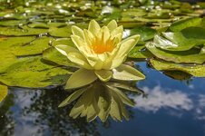 waterlily-lake-flora-water-flower-plants.jpg