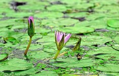 water-lily-aquatic-plant-blossom-bloom-pink-bud-nuphar-lutea.jpg