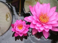 lily-pad-flower-pink-water-nature-pond-plant-lily-bloom.jpg