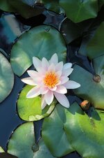 water-lily-flowers-aquatic-plants-water-lilies.jpg