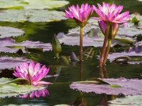 flowers-water-lilies-garden-pond-pond-flower-plant.jpg