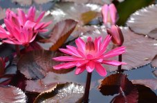 botanical-waterlilies-flowers-water-pond-waterlily-summer-plant-lotus.jpg