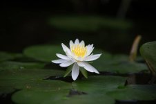 plants-flowers-nature-leaf-summer-water-lilies-lotus-lotus-leaf-summer-flowers.jpg