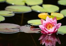 flower-lotus-no-one-lilies-plant-water.jpg