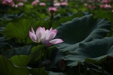 lotus-flowers-water-lilies-meditation-nature-lotus-leaf-buddhism-kite-aquatic-plants.jpg