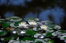 water-lilies-pond-lotus-aquatic-plants-white-flower-pond-plants-wildflower.jpg