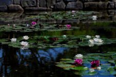 pond-water-lilies-plants-underwater-plants-flowers-wildflower-korean-flower-white-lotus.jpg