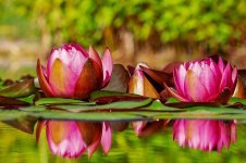water-lilies-flowers-bloom-nature-pond-blossom-pink-plant-aquatic-plant.jpg