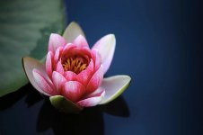water-lilies-lotus-pond-blossom-flower-pink.jpg
