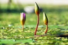 water-lilies-bud-pond-green-water-botany-nature.jpg