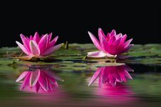 water-lilies-pink-water-lake-flowers-wet-fountain-city-ornamental-plants-lake-rose.jpg