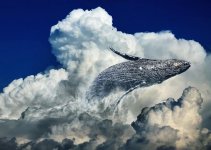 wal-clouds-jump-humpback-whale-fin-whale-ocean-mammal-dream-slightly.jpg