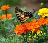 صور وردة وفراشة