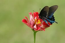 butterfly-zinnia-nature-insect-fauna-natural-flower-garden-wing.jpg