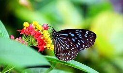 blue-tiger-tirumala-hamata-butterfly-colorful-insect-wing-animal-color-tropical.jpg