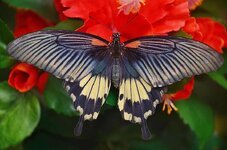 swallowtail-butterfly-black-red-insect-wings-tropical-macro-animal.jpg