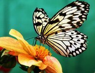 butterfly-paper-kite-flower-nectar-bloom-blossom-plant-floral-wildlife.jpg