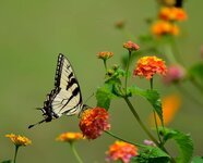 swallow-tail-butterfly-insect-black-nature-resting-yellow-swallowtail-perched.jpg