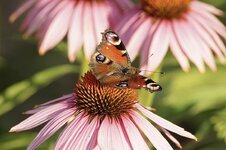 peacock-butterfly-coneflower-butterfly-echinacea-summer-blossom-bloom-animal-world-wing.jpg