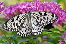 butterfly-tropical-butterfly-exotic-insect-wing-large-butterfly-tropical-butterflies-nature-bo...jpg