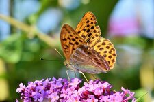 butterfly-large-fritillary-color-wing-orange-insect-colorful-animal-butterflies.jpg