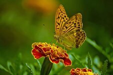 butterfly-nature-flower-insect-close-up-outdoor-colorful.jpg