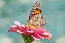 butterfly-nature-insect-flower-summer-blossom-bloom-animal-wing.jpg