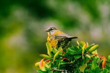 صور أغصان وطيور