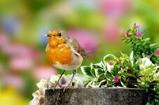 animal-bird-songbird-robin-erithacus-rubecula-small-young-close-up-foraging.jpg