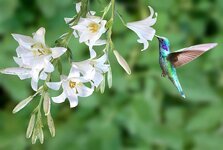 hummingbird-bird-spring-flower-white-lily-outdoor-flying-beautiful.jpg