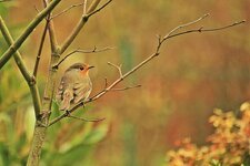 robin-bird-animals-songbird-species-close-up-spring-garden-nature.jpg