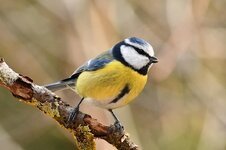 bird-blue-tit-forest-spring-feathers-colors.jpg