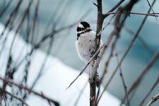 bird-twig-branch-spring-small-songbird.jpg