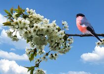 spring-fruhlingsanfang-bullfinch-bird-cherry-blossom-garden.jpg