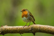redbreast-bird-nature-spring-forest.jpg