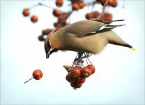 bohemian-waxwing-hawthorn-bird-spring-sparrow-tree-closeup-forest-fruit.jpg