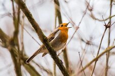 bird-singer-singing-chirp-tweet-chirrup-robin-feather-orange.jpg