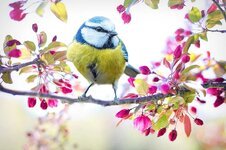 spring-bird-bird-tit-spring-blue-nature-branch-blossoms-pink-flowers.jpg