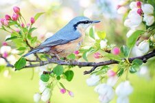 spring-bird-bird-spring-blue-nature-branch-springtime-colorful.jpg