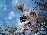 conifer-pine-starry-sky-tap-pine-cones-tree-nature-pine-needles-branch.jpg