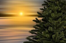 fir-tree-christmas-sunset-christmas-tree-winter-landscape-sky-scene-atmosphere.jpg