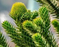araucana-chile-pine-fir-tree-tree.jpg