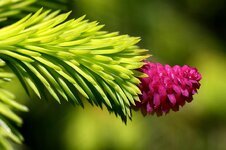 spruce-cones-spruce-tap-young-green-close-up-branch-pine-branch-spring.jpg