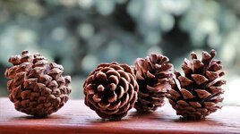 cones-forest-nature-macro-closeup-forest-life-christmas-tree-seeds-clarity.jpg