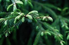 spruce-landscape-nature-tree-trees-plant-cones-kidney-green.jpg