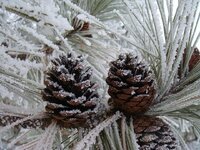 pinecones-winter-frost-snow-ice-pine-needles-fir-spruce.jpg